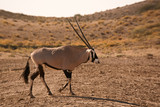 Female Oryx strolling through the desert 