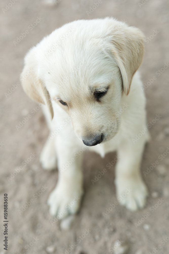 Portrait of small golden retriever puppy Portrait of small golden retriever puppy