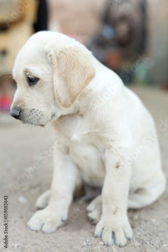 Portrait of small golden retriever puppy