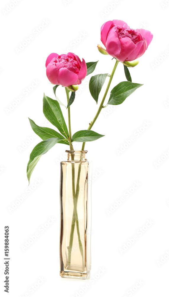 Obraz premium Vase with beautiful peony flowers on white background