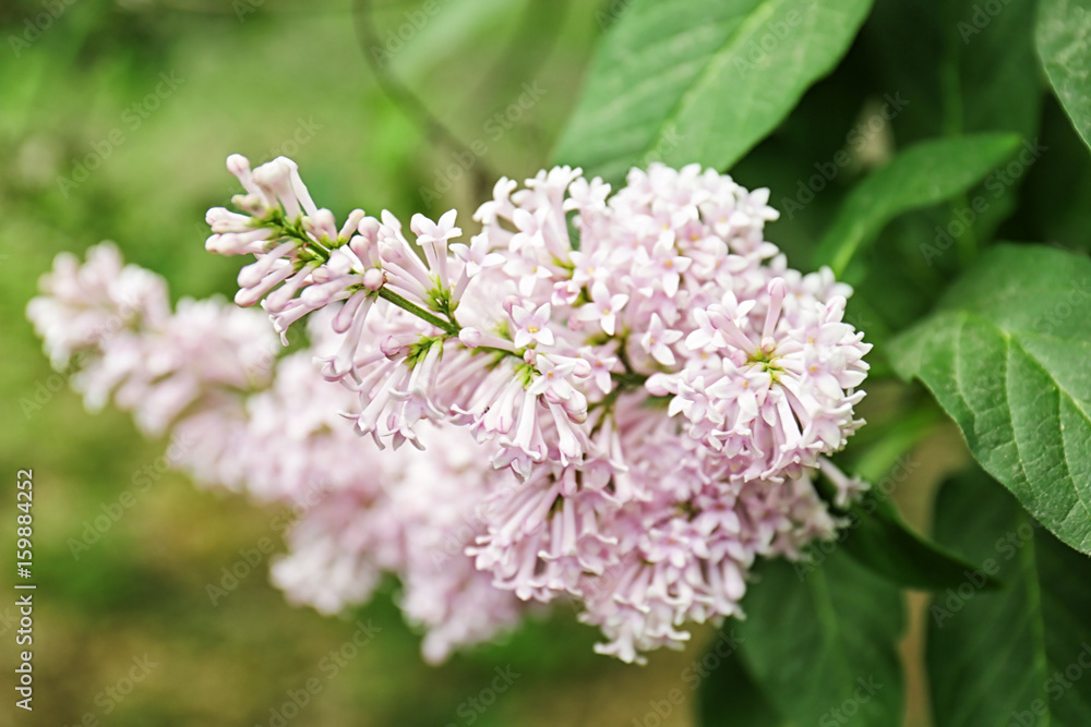Beautiful lilac on blurred background, close up Beautiful lilac on blurred background, close up