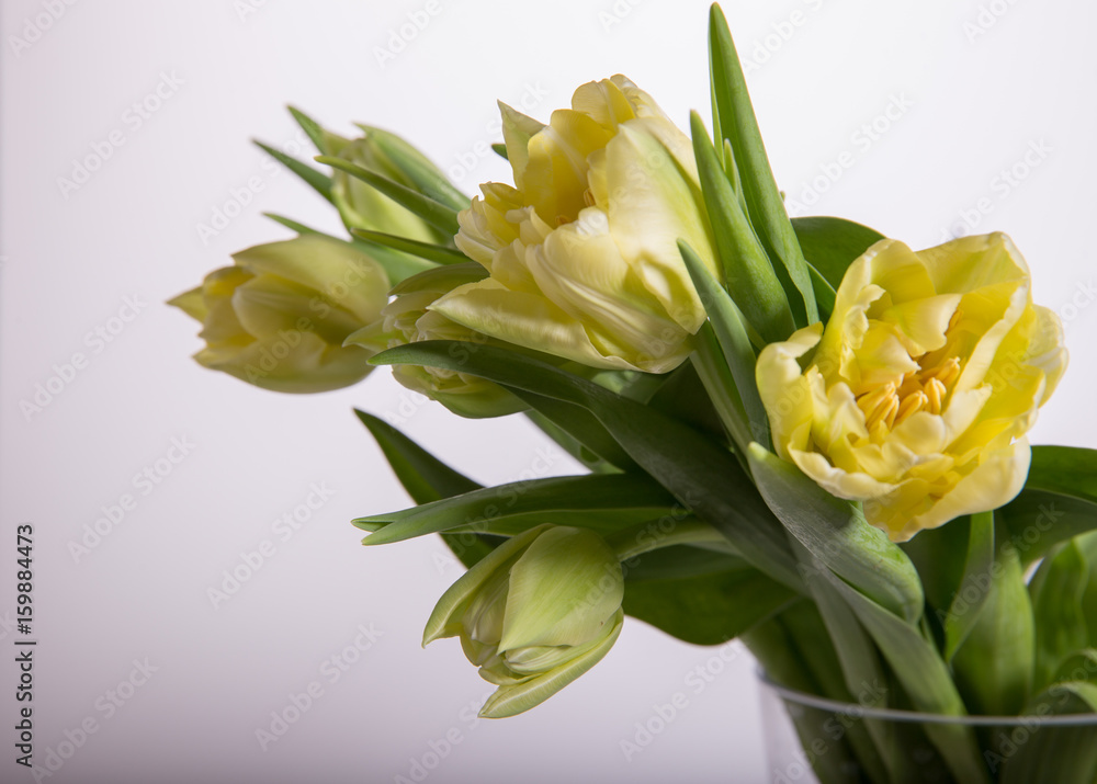 Light yellow tulips on white background. Easter background. Mother's Day, Valentines Day, Women's Day.