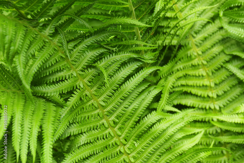 Beautiful leaves of fern, closeup