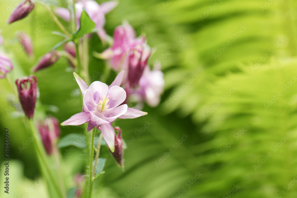Fototapeta premium Beautiful blooming flowers on blurred natural background