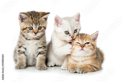 Tablou canvas Drei Kätzchen