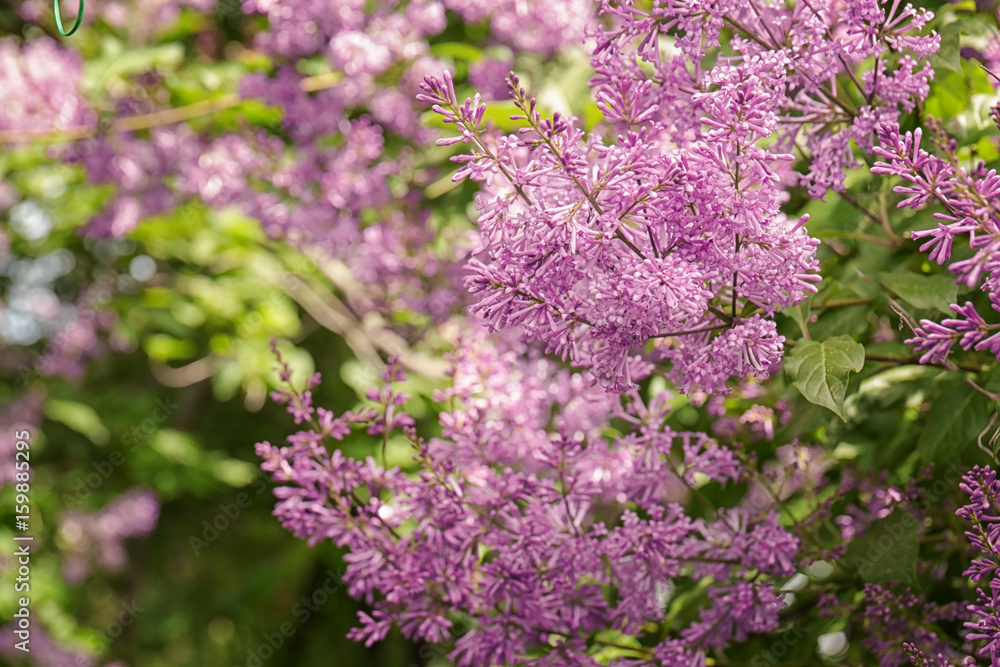 Fototapeta premium Beautiful lilac branch, closeup