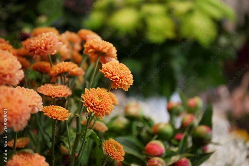 Beautiful blooming Chrysanthemum flowers on blurred natural background Beautiful blooming Chrysanthemum flowers on blurred natural background