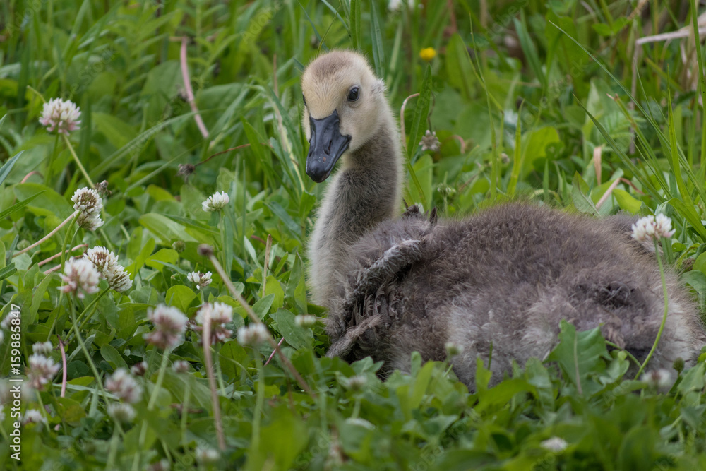 Young goose in the grass Young goose in the grass