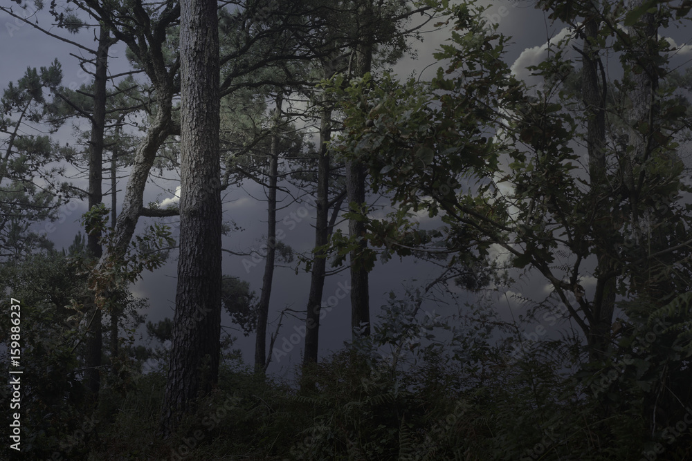 Fototapeta premium Dark woods at dusk