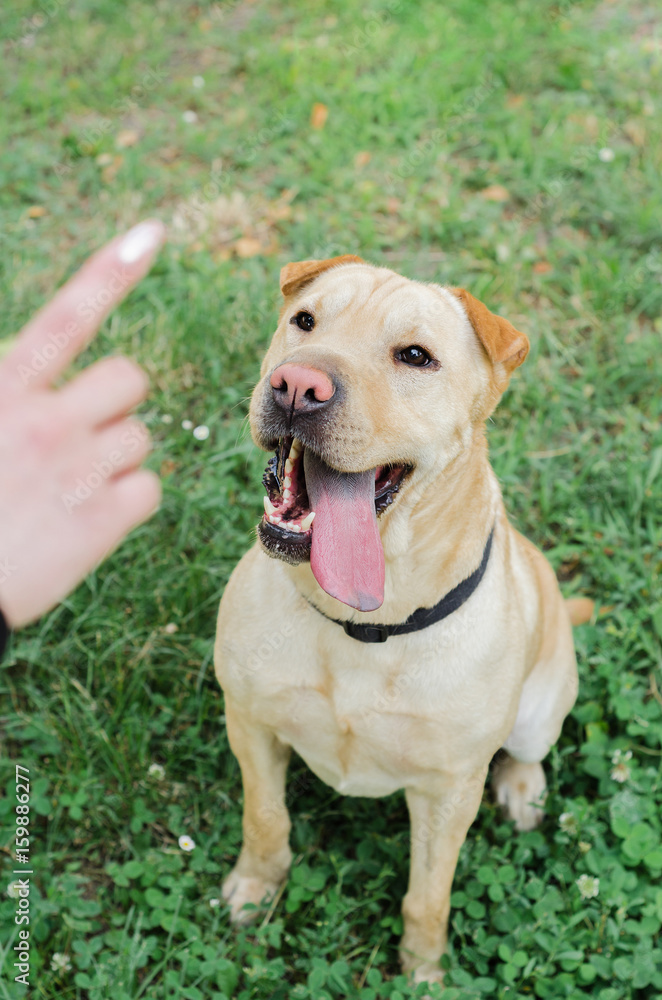 Women's or owner's hand trained dog Women's or owner's hand trained dog