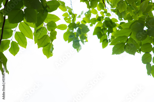 Green leaves isolated on white background