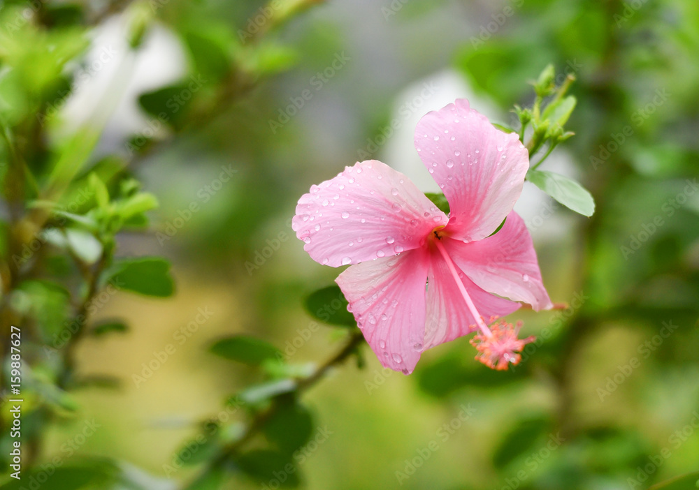 Hibiscus pink Flower with drop water On tree Hibiscus pink Flower with drop water On tree