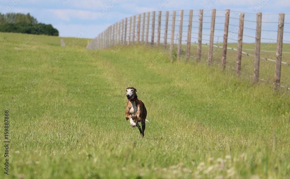 rennender Windhund