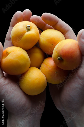 Hands Holding Multiple Apricots over Black Background