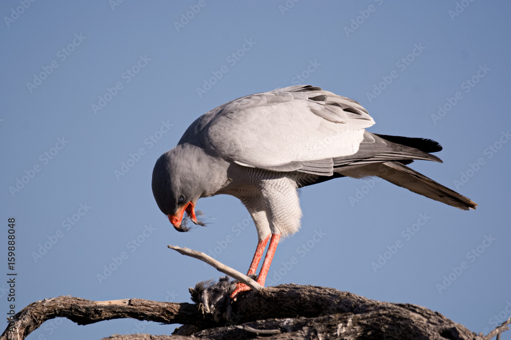 Pale Chanting Goshawk feeding on a dead bird Pale Chanting Goshawk feeding on a dead bird