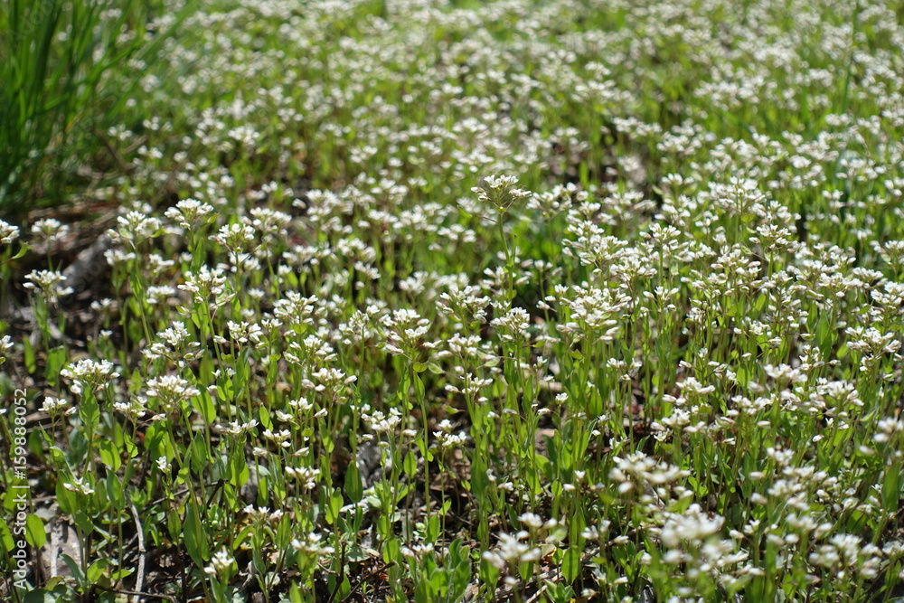 Close up of small white wild flowers Close up of small white wild flowers