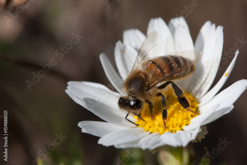 Bee on flower - pollination