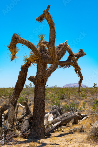 Joshua Tree