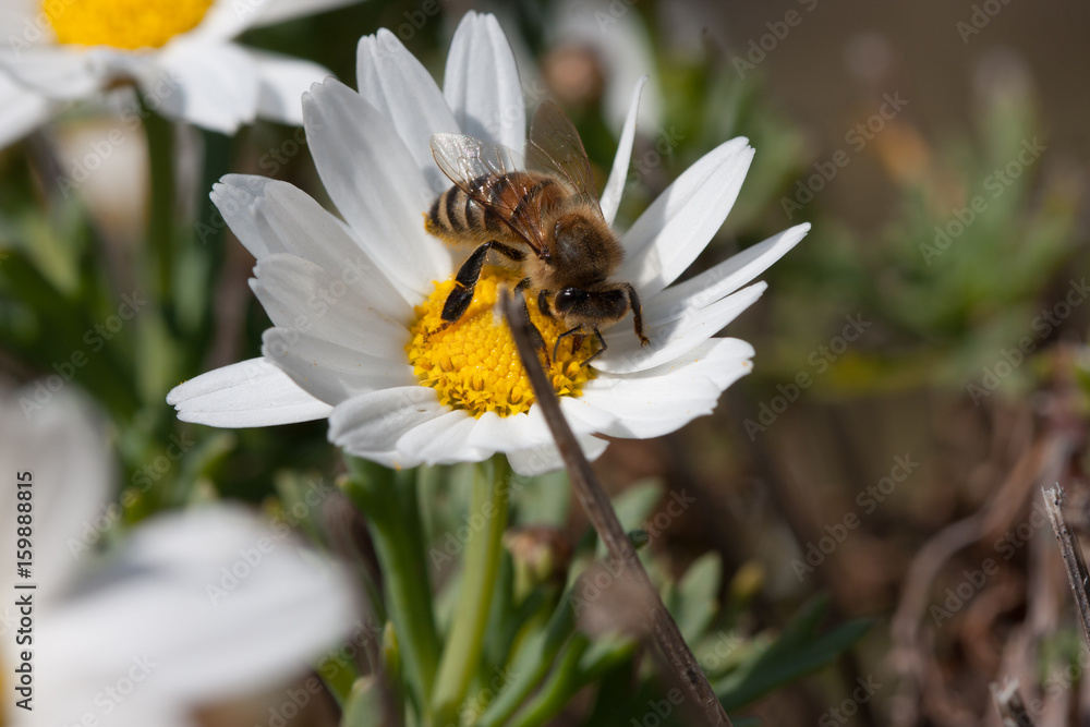 Bee on flower - pollination