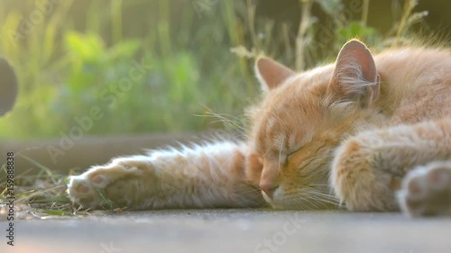 Tired ginger cat sleeping on the garden.