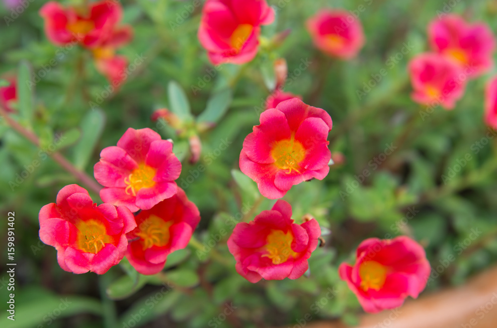 beautiful of portulaca oleracea flower