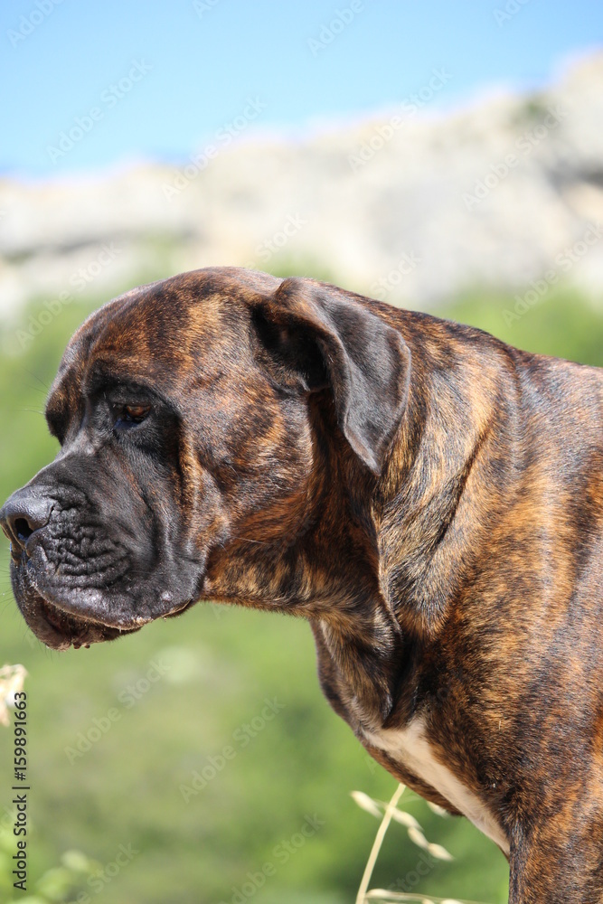 chien cané corso dans la nature : molosse chien cané corso dans la nature : molosse