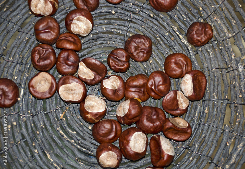 Obraz premium horse chestnut