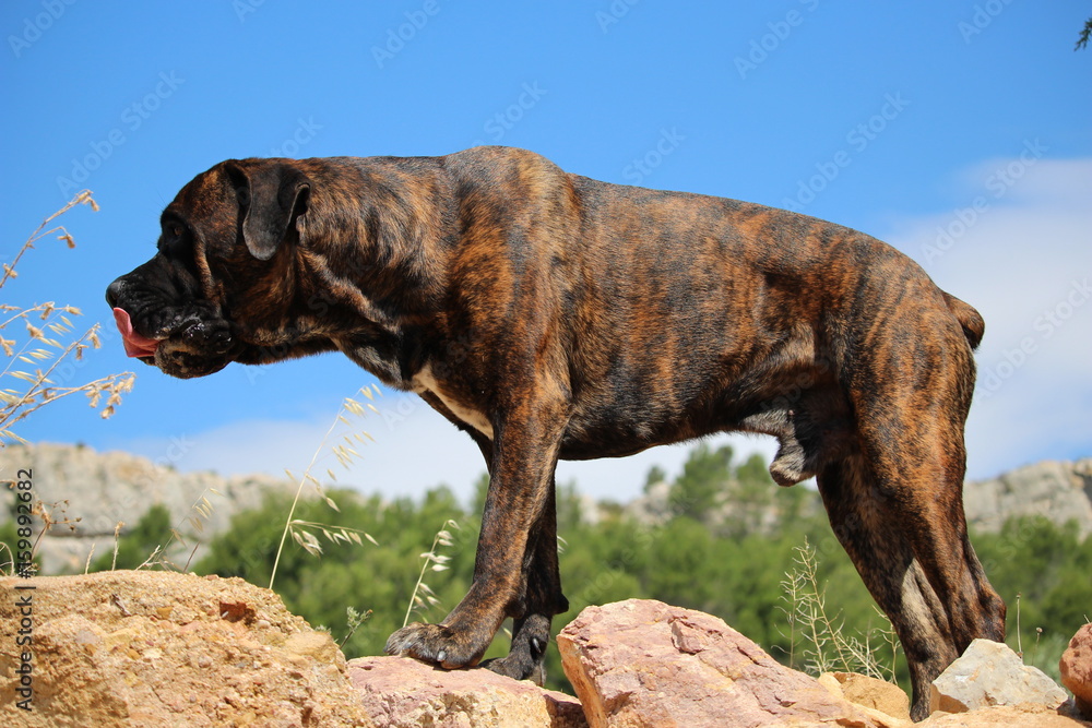 chien sur un rocher cane corso