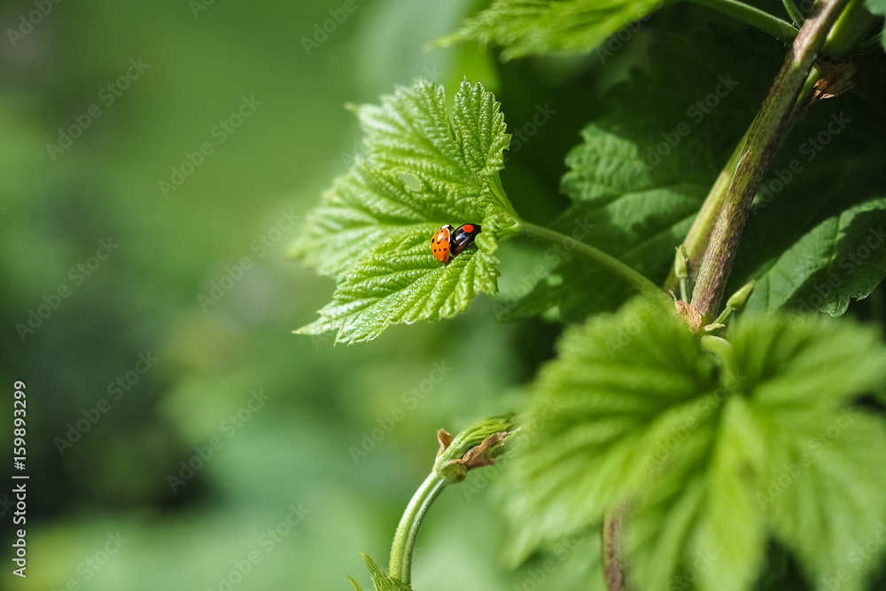 Obraz premium Hopfen, Humulus lupulus