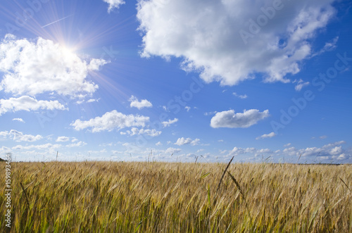 Field of wheat under blue sky