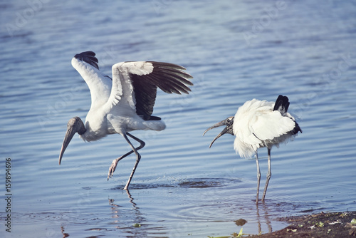 Two  wood storks fighting photo