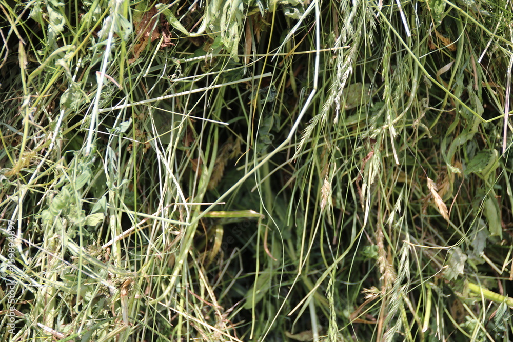 Fototapeta premium Close-up of Hay, Dry Grass of an Alpine Meadow / Heinfels, Osttirol, Austria