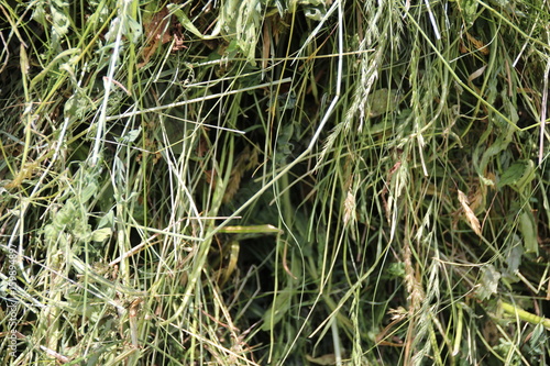 Close-up of Hay, Dry Grass of an Alpine Meadow / Heinfels, Osttirol, Austria