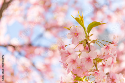 close up shot of pink Sakura under shade
