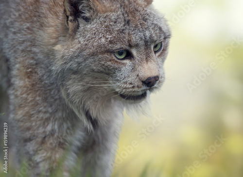 Canada Lynx © SunnyS