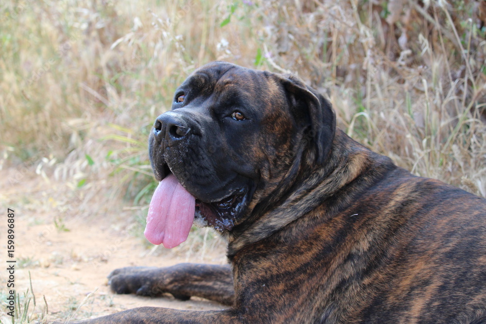 Fototapeta premium chien cane corso qui tire la langue 
