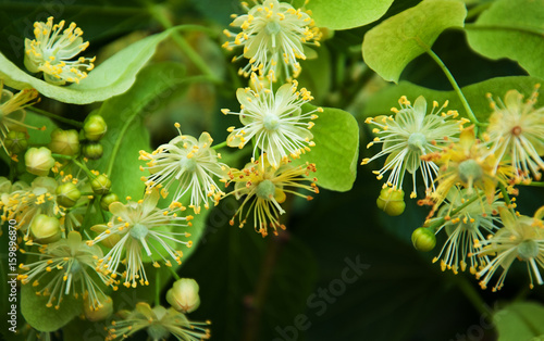 Fresh linden flowers on the tree - nature background photo