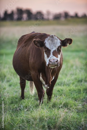 Cow la pampa, Argentina © foto4440