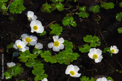 Wasserhahnenfuß, Ranunculus aquatilis photo