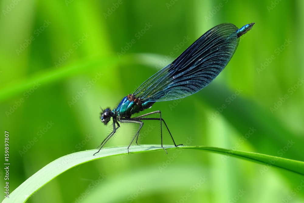 Gebänderte Prachtlibelle, Calopteryx splendens Gebänderte Prachtlibelle, Calopteryx splendens