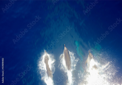 Dolfin Drag race