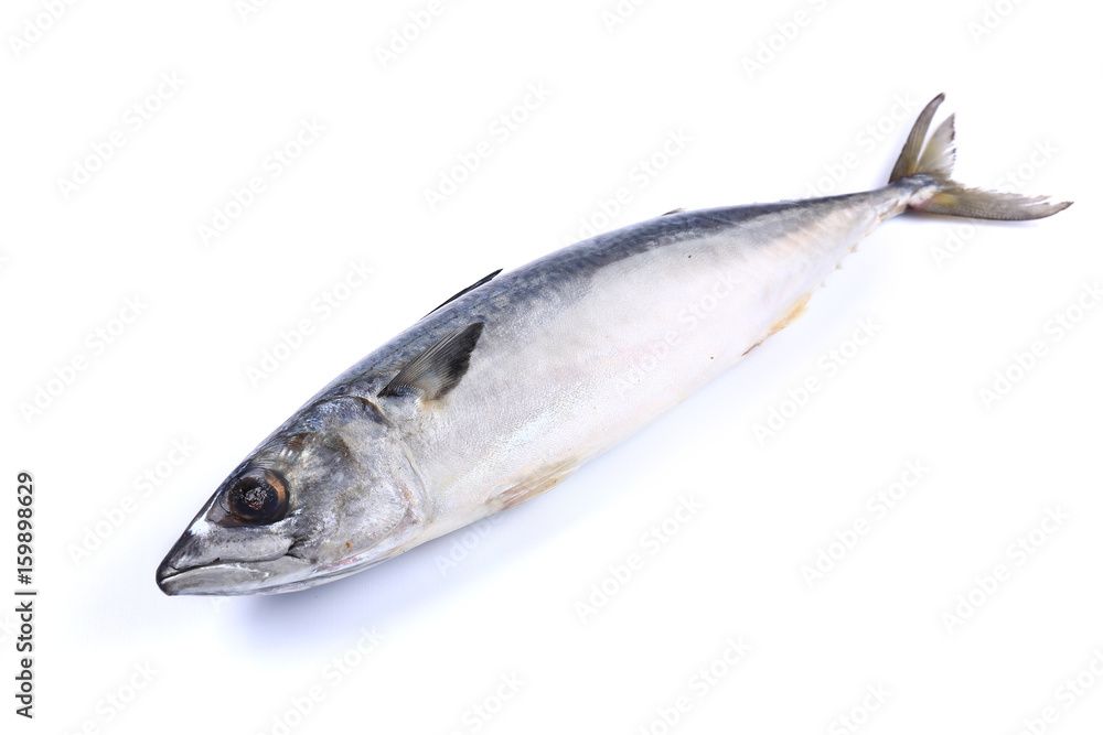 Mackerel fish on a white background (isolated). Close up Mackerel fish on a white background (isolated). Close up
