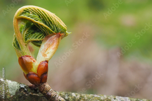 Roßkastanie, Aesculus hippocastanum photo