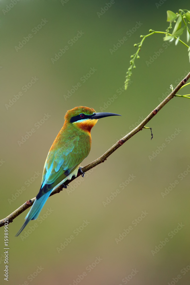 The blue-tailed bee-eater (Merops philippinus) sitting on the branch with green background