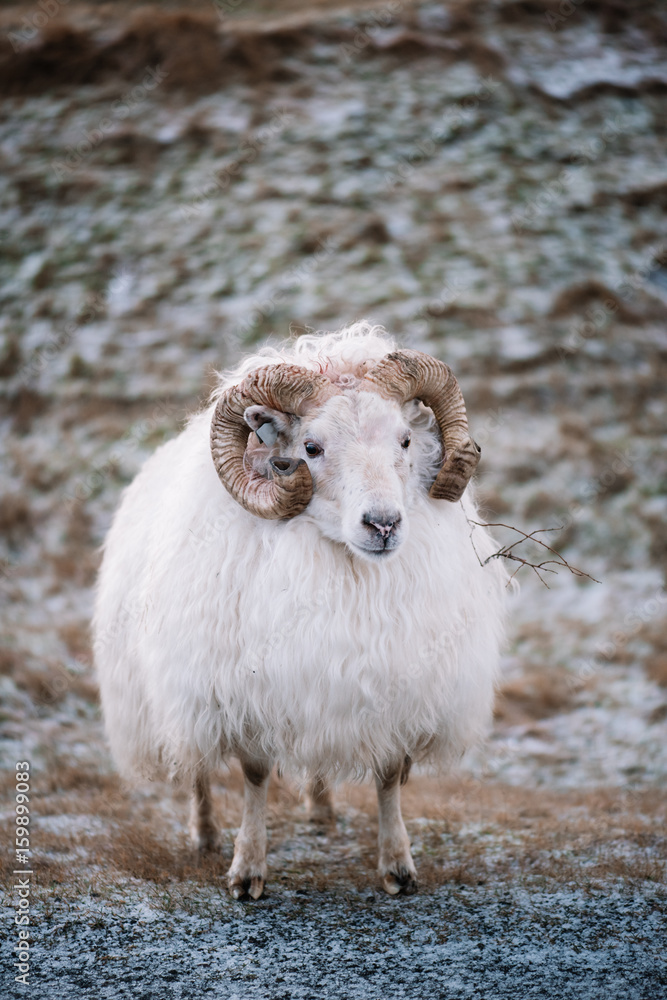 Obraz premium Adorable little Icelandic fluffy sheep roaming in the wild