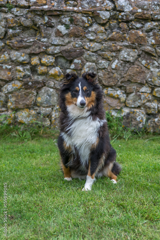 Sheltie posing in the garden Sheltie posing in the garden