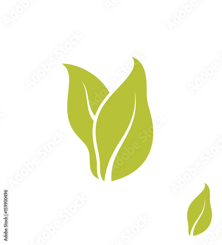 Tobacco leaves 