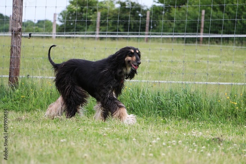 afghanischer windhund hat spaß im garten photo