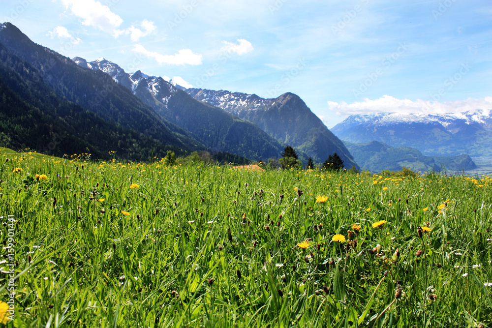 Fototapeta premium Swiss Alps