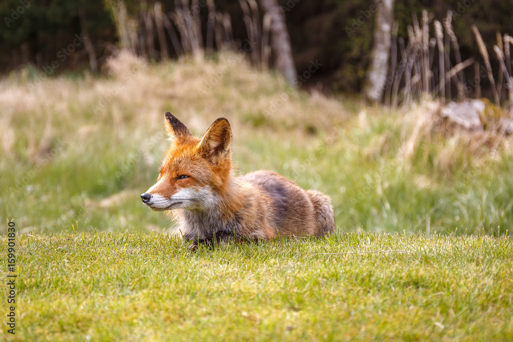 Red fox near HIrtshals Red fox near HIrtshals